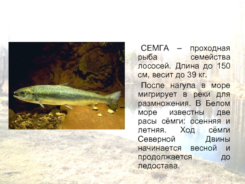 СЕМГА – проходная рыба семейства лососей. Длина до 150 см, весит до 39 кг. 	После нагула в