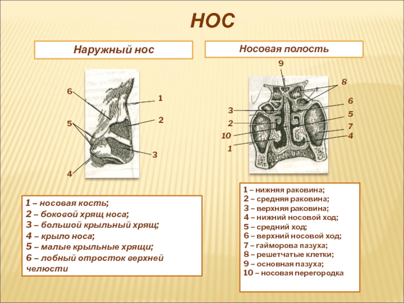 Носовая полость схема