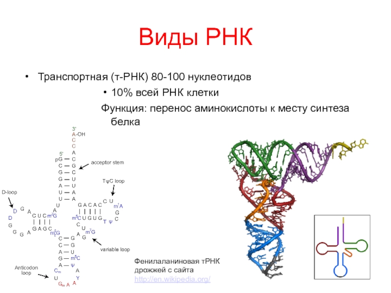 Описание молекул рнк. Типы РНК строение. Структура и функции ТРНК. Строение нуклеотида транспортной РНК. Структура ИРНК ТРНК РРНК.