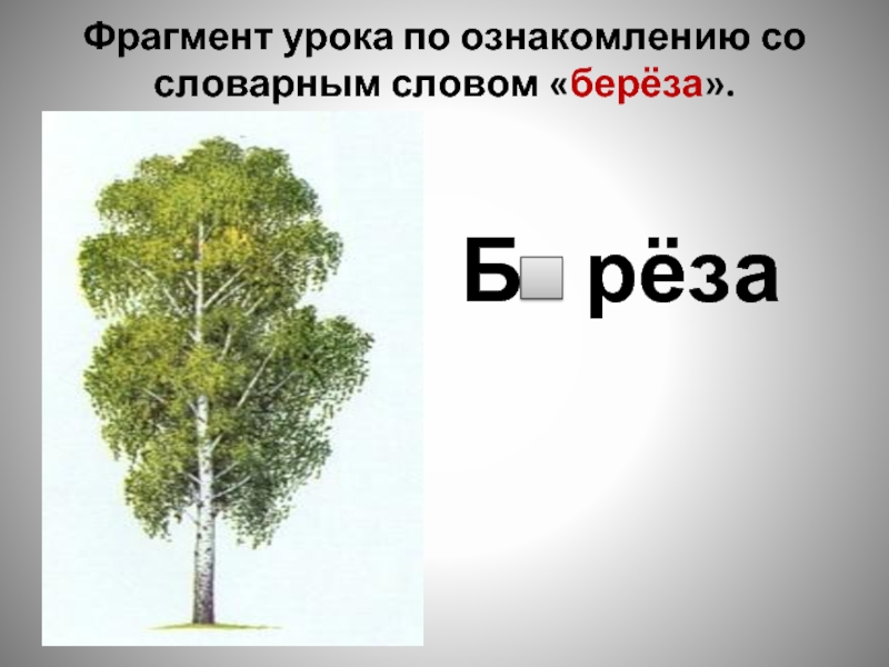 Фрагмент урока. Береза словарное. Словарное слово береза в картинках. Словарная работа береза. Берёза словарное слово презентация.