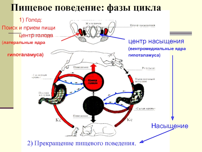 Схема регуляции пищевого поведения