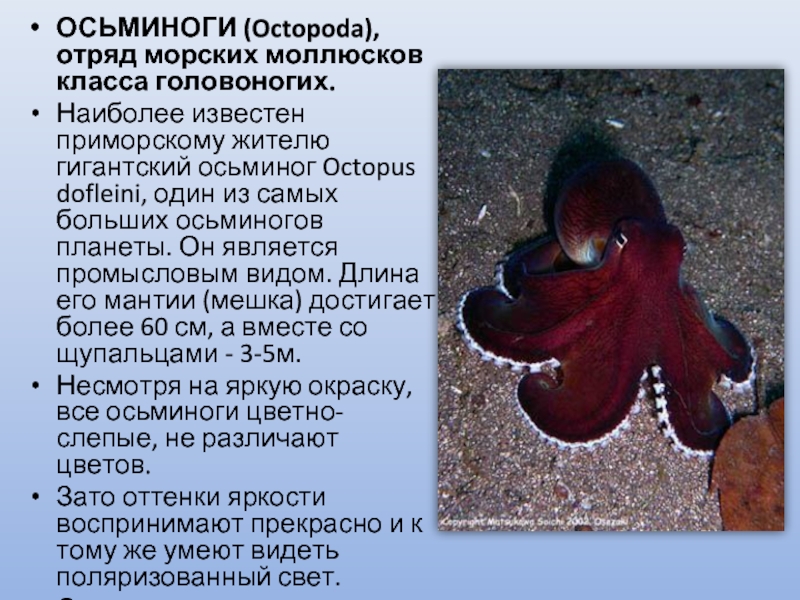 ОСЬМИНОГИ (Octopoda), отряд морских моллюсков класса головоногих.Наиболее известен приморскому жителю гигантский осьминог Octopus dofleini, один из самых