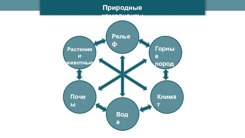 Природные компоненты
Рельеф
Горные
породы
Климат
Вода
Почвы
Растения
и животные