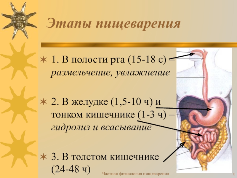 Перечислите процессы пищеварения у человека. Этапы пищеварения в желудке. Пищеварение в ротовой полости и в желудке. Этапы пищеварения в желудкк. Пищеварение и усвоение пищи.