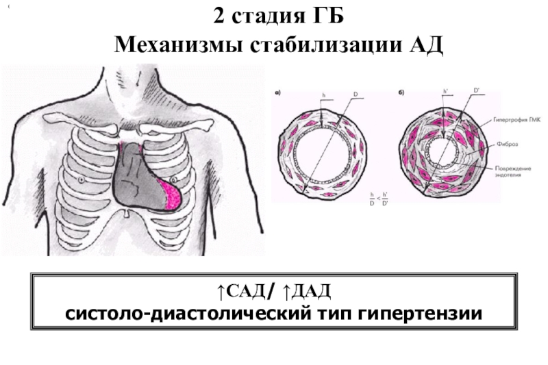 Симпато адреналовая система схема