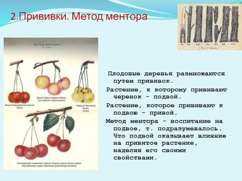 Основные направления современной селекции презентация