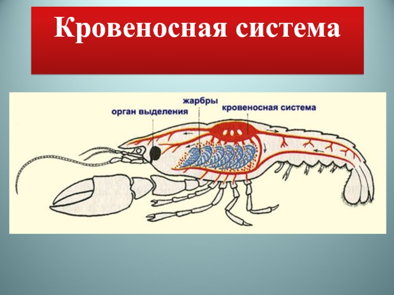 Кровеносная система членистоногих