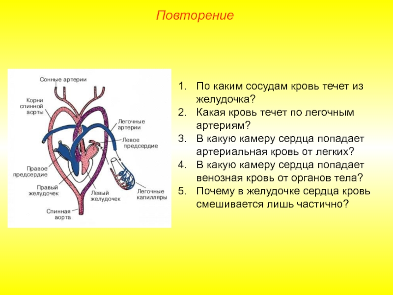 От левого предсердия к легким. Артериальная кровь сосуды. Артериальная и венозная кровь к сердцу и от сердца. По легочным артериям течет кровь. Артериальная и венозная кровеносная система.