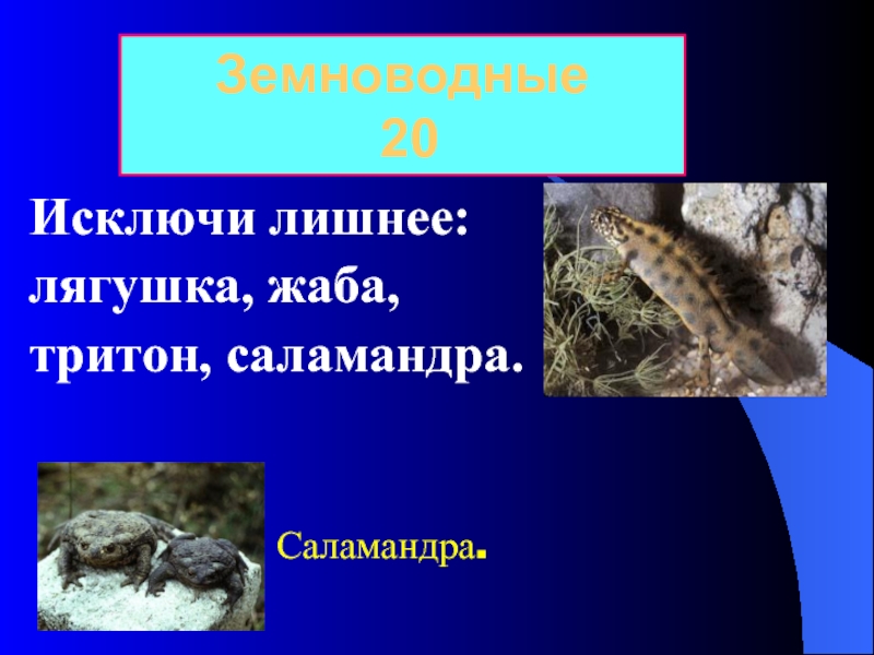 Разнообразие животных 7 класс биология. Малоазиатский Тритон красная книга. Тритон доклад 2 класс. Многообразие животных 7 класс биология сценка. Кустарник, голубь, волк, комар, камень, лягушка лишнее слово.