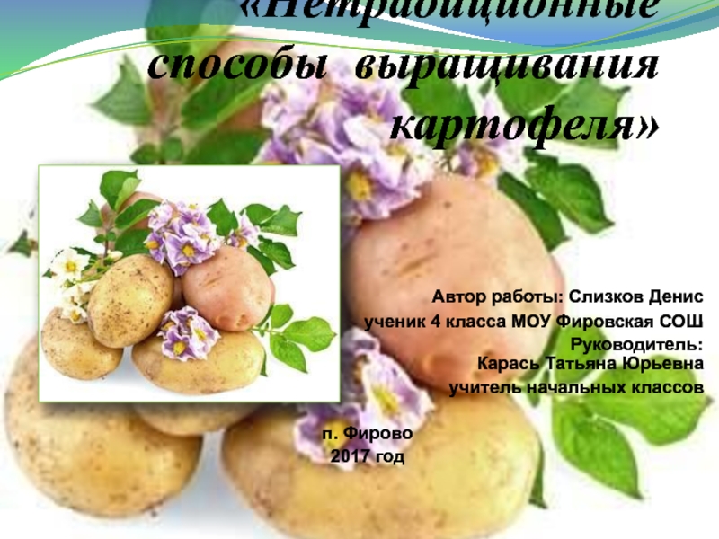 Презентация Нетрадиционные способы выращивания картофеля 4 класс