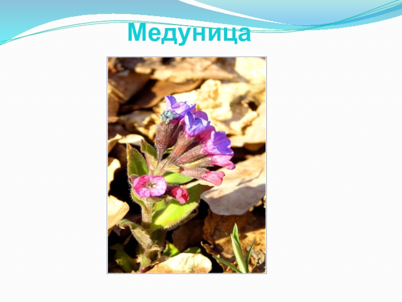 Медуница рубцовск карта