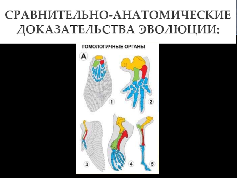 Сравнительно анатомические доказательства эволюции это