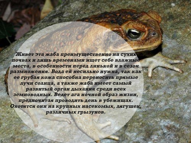 Суринамская жаба ага. Жаба ага сообщение. Жаба ага текст. Интересные факты о лягушках. Однако жабе лезть было трудно
