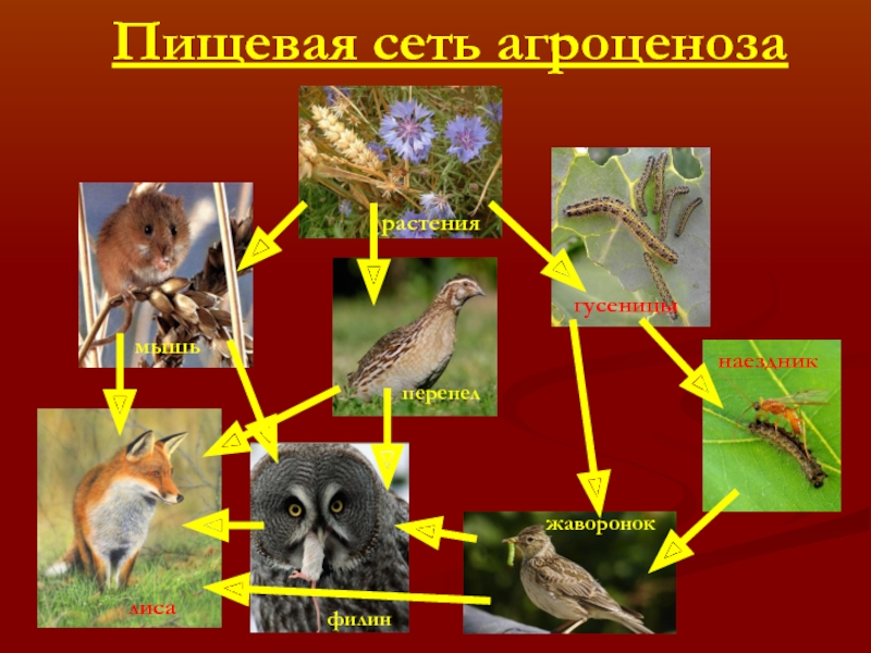 Пищевая цепочка клевер. Пищевая цепь жаворонка. Пищевая сеть. Пищевая сеть это в биологии 11 класс. Цепь питания агроценоза.