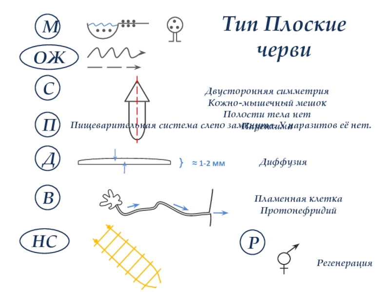 Рисуночные конспекты 