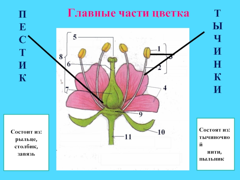 Пыльник на рисунке обозначен а о буквой