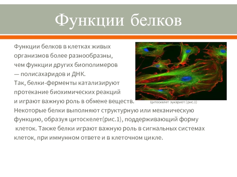 Более разнообразны. Функции белков в живой клетке. Функции белков в клетках живых организмов. Роль белков в клетке и организме. Функция белка в клетке живых организмов.