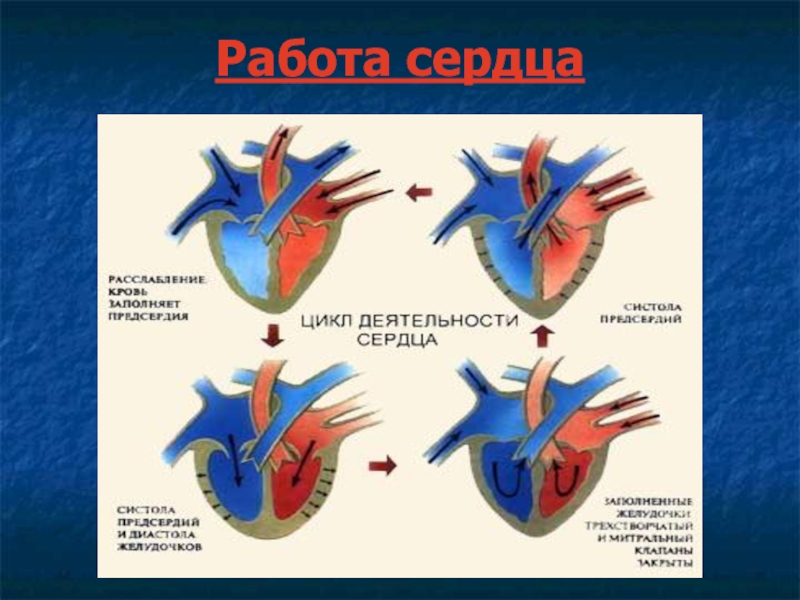 Работа сердца человека. Работа сердца. Механизм работы сердца. Схема работы сердца. Биология 8 работа сердца.