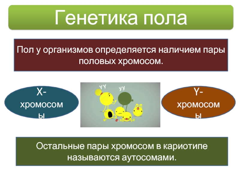 Пол кратка. Генетика пола. Определение пола генетика. Генетика пола кратко. Генетика пола хромосомы.