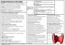 ЭНДОКРИННАЯ СИСТЕМА
Железы
Экзокринные
Имеют выводные протоки, открывающиеся в