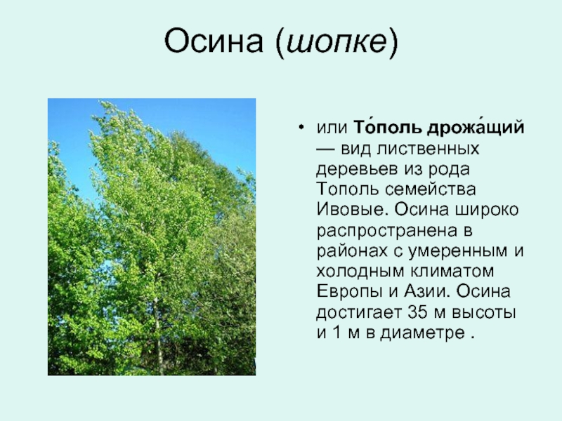 Осина (шопке) или То́поль дрожа́щий — вид лиственных деревьев из рода Тополь семейства Ивовые. Осина широко распространена