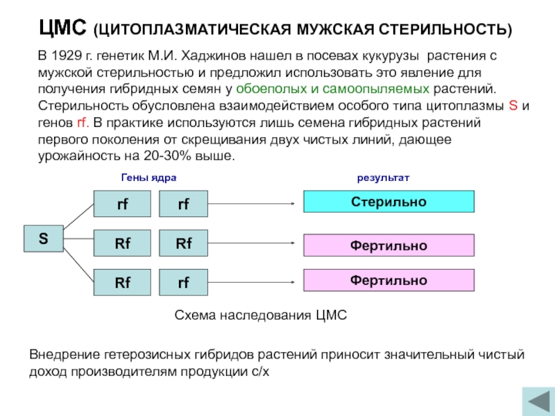 Схема селекционного процесса межлинейных гибридов на примере кукурузы