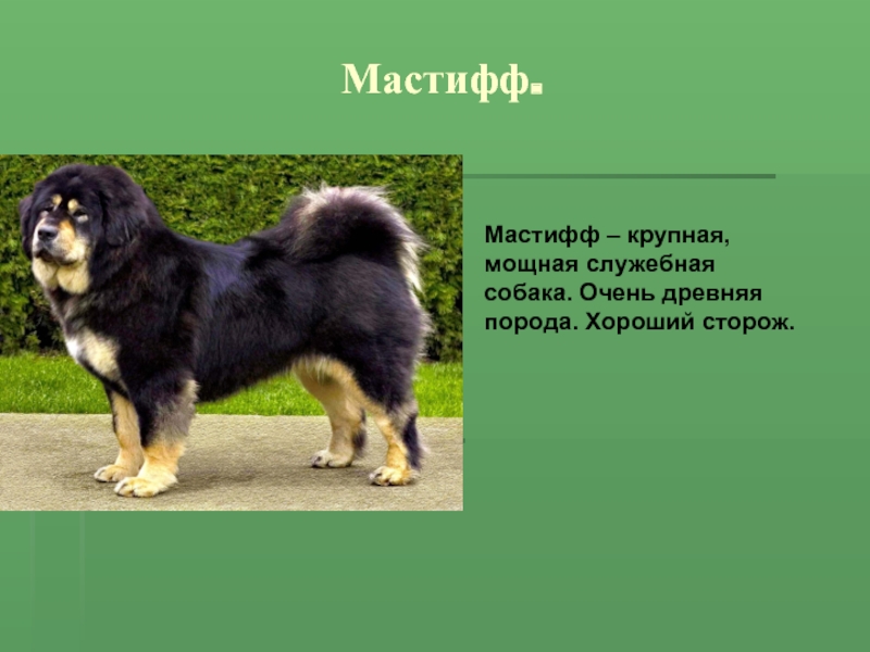 Мастифф.Мастифф – крупная, мощная служебная собака. Очень древняя порода. Хороший сторож.