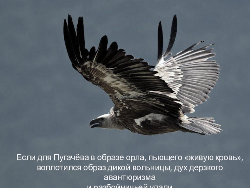 Если для Пугачёва в образе орла, пьющего «живую кровь», воплотился образ дикой вольницы, дух дерзкого авантюризма и