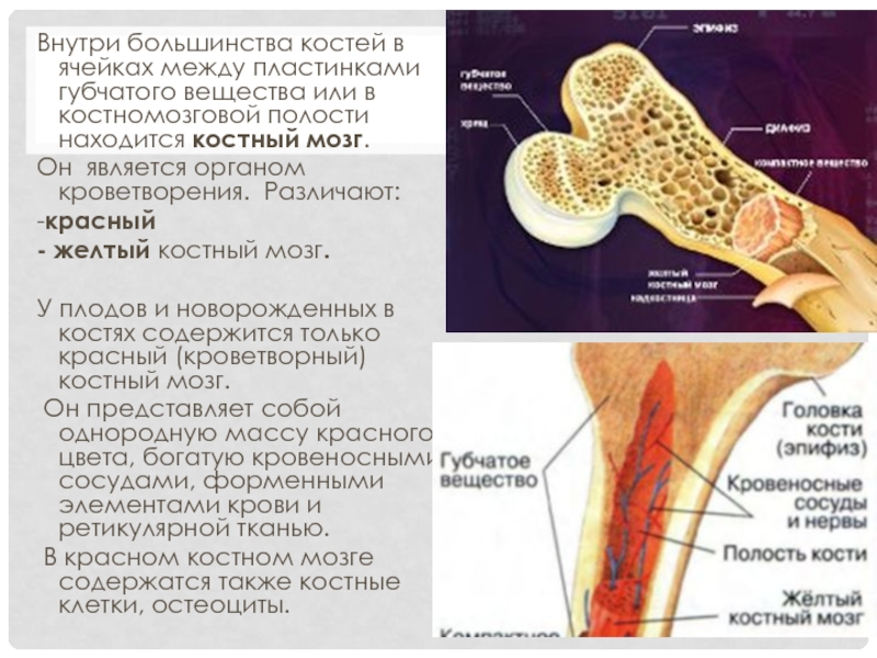 Губчатое тело фото