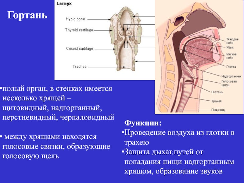 В какую систему органов входит гортань. Надгортанный хрящ гортани. Гортань глотка трахея строение. Хрящевой надгортанник функция.