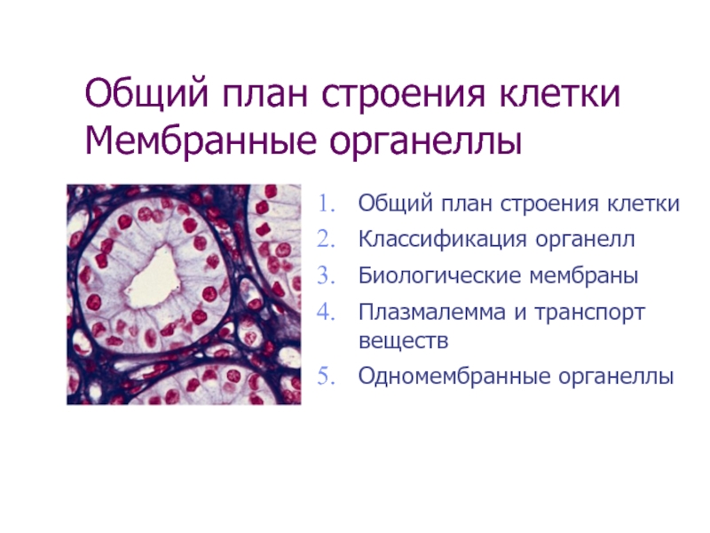 Презентация Общий план строения клетки Мембранные органеллы
