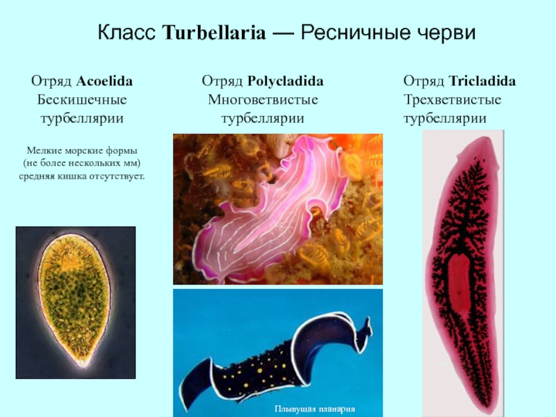 Класс ресничные черви презентация