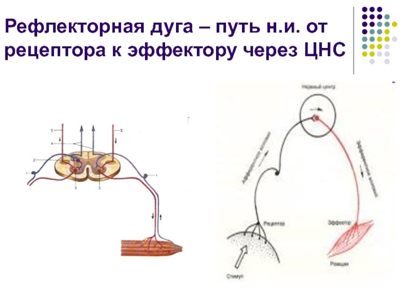 Рефлекторная дуга фото