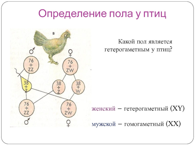 Определение пола у птицКакой пол является гетерогаметным у птиц?женский – гетерогаметный (XY)мужской – гомогаметный (XX)