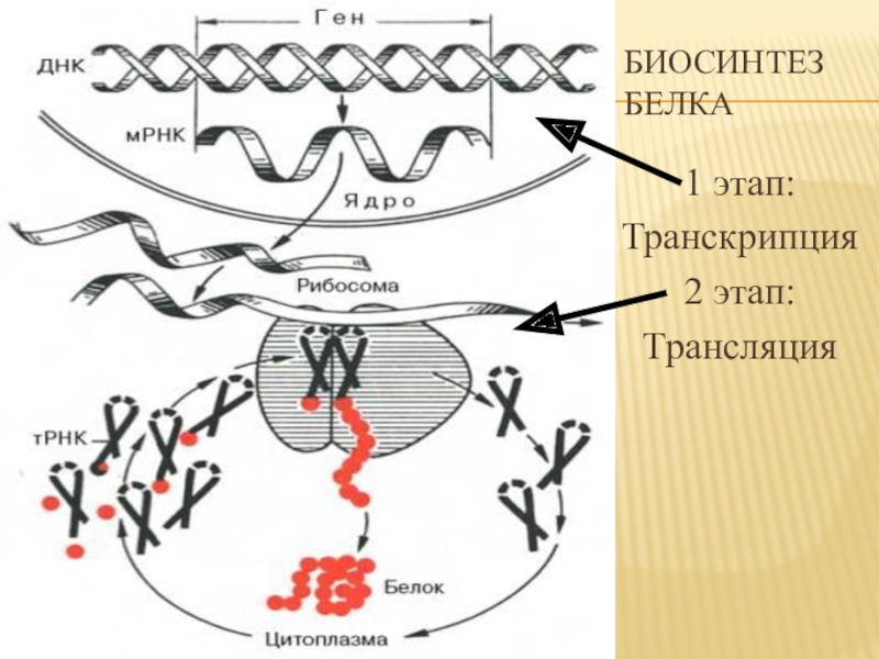 Названия этапов биосинтеза белка. Синтез белка транскрипция и трансляция. Этап транскрипции в синтезе белка. Фазы трансляции Биосинтез белка. Трансляция второй этап биосинтеза белка.