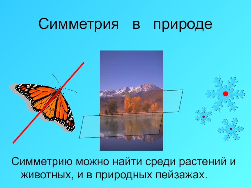 Можно симметрия. Симметричные объекты в природе. Симметричные вещи в природе. Симметричные фигуры из природы. Симметрия в природе геометрия.