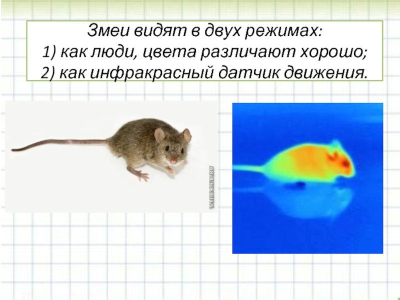 Как видят змеи. Как видит змея. Крысы различают цвета. Как видят мыши.