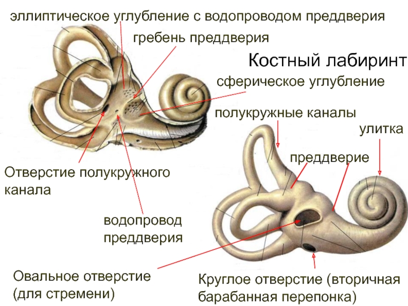 Улитка лабиринта внутреннего уха. Полукружные каналы анатомия внутреннее ухо. Строение уха полукружные каналы. Костный Лабиринт внутреннего уха (улитка). Костный Лабиринт внутреннего уха преддверие.