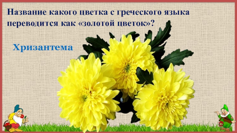 Золотой цветок какой цветок. Золотой цветок с греческого языка. Золотой цветок с греческого языка переводится. Золотой цветок в переводе с греческого. Цветочная Азбука презентация.