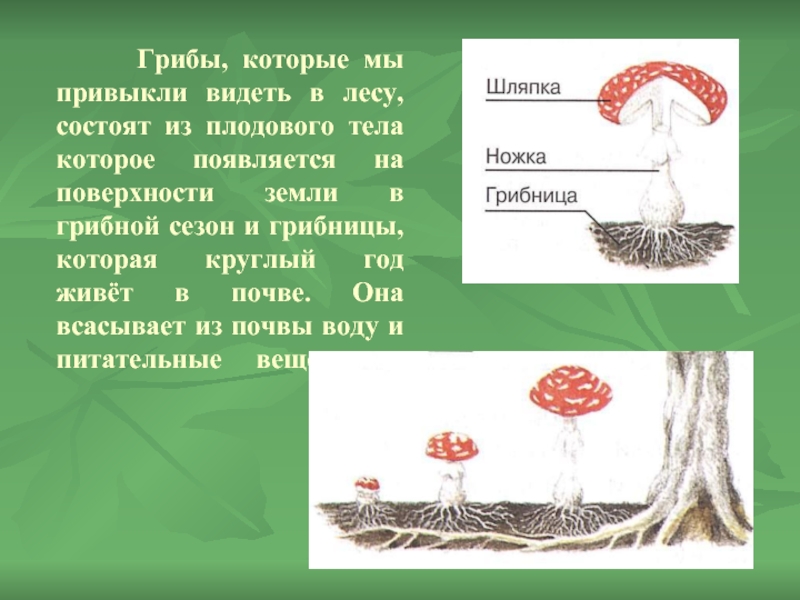 Гриб состоит из тонких нитей. Видимая часть гриба в лесу.. Устройство грибницы. Грибы которые грибницы. Схема грибницы в земле.
