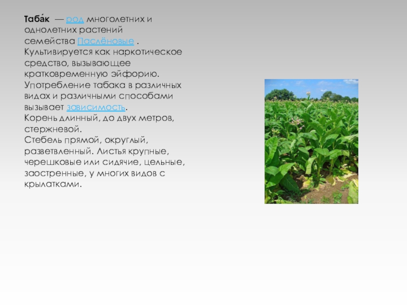 Однолетние травы. Род многолетних и однолетних растений семейства пасленовых. Табак многолетнее или однолетнее растение. Род многолетних трав.