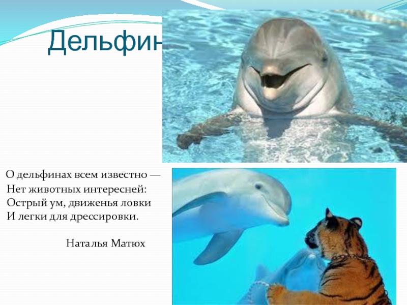 Дельфины слова текст. Рассказ о дельфине. Сообщение о дельфине. Текст про дельфинов. Дельфины текст.