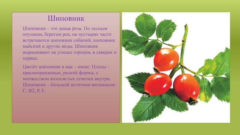 ШиповникШиповник – это дикая роза. По лесным опушкам, берегам рек, на пустырях часто встречаются шиповник собачий, шиповник