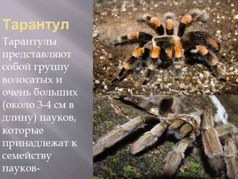 ТарантулТарантулы представляют собой группу волосатых и очень больших (около 3-4 см в длину) пауков, которые принадлежат к