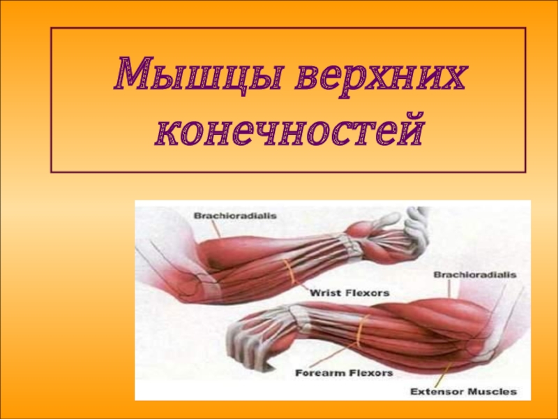 Презентация Мышцы верхних конечностей