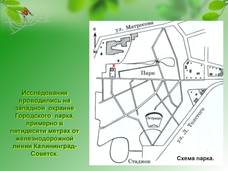 Исследования проводились на западной окраине Городского парка, примерно в пятидесяти метрах от железнодорожной линии Калининград-Советск.
