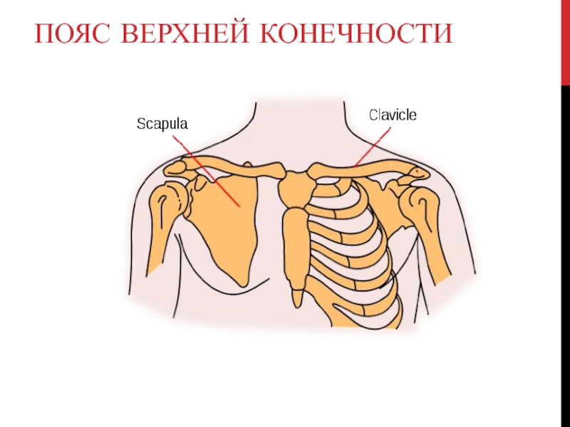 Ключица это плечо