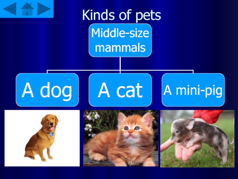 Kinds of pets
