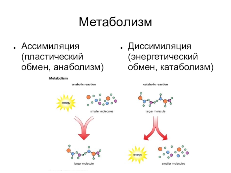 Метаболизм
Ассимиляция (пластический обмен, анаболизм)
Диссимиляция