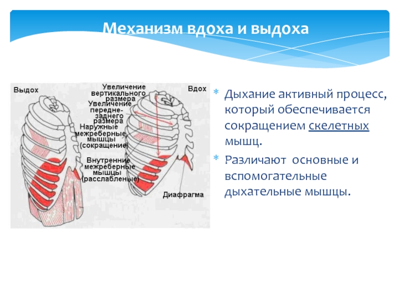 Рассмотрите картинку и укажите под какими цифрами указаны мышцы работающие при вдохе